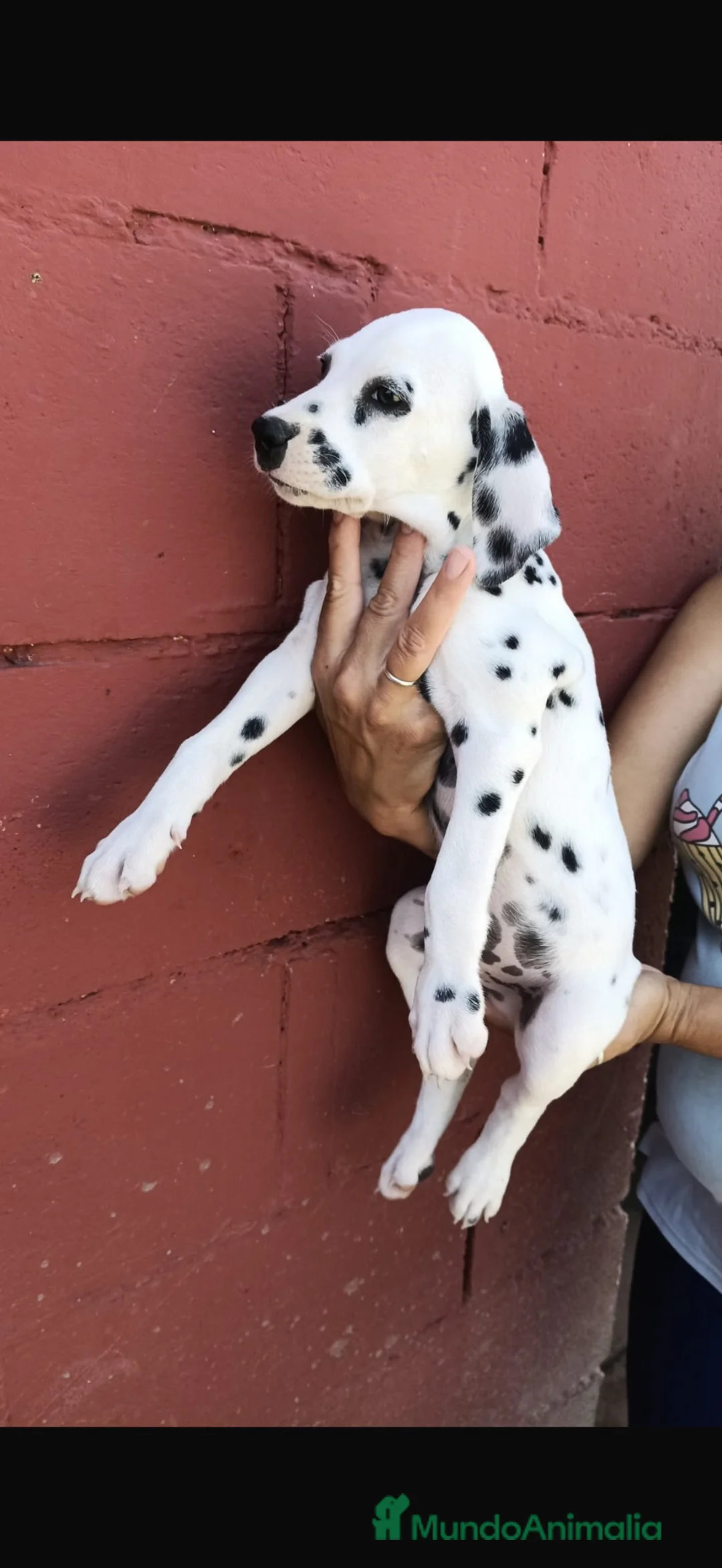 Dálmata perros en venta: Último Dalmata disponible 🐶🐾 - Anuncio 1