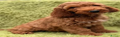 Cockapoo 1