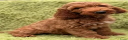 Cockapoo perros en venta: Cockapoo macho  - Anuncio 5
