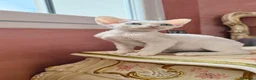 Devon Rex gatos en venta: Devon Rex  - Anuncio 6