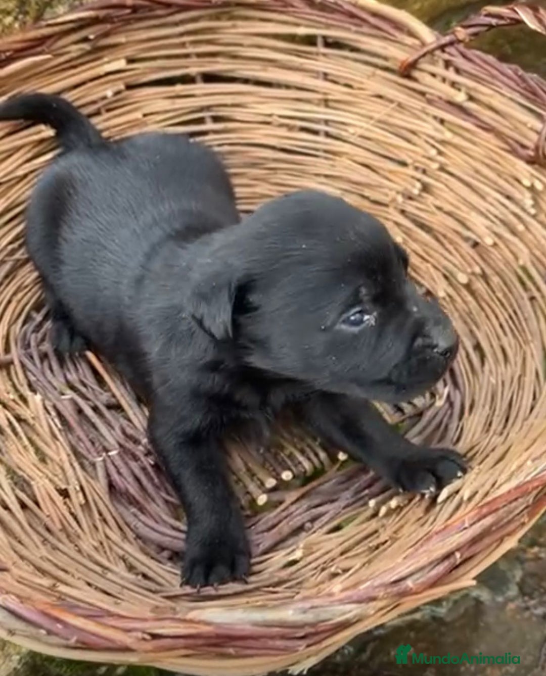 Labrador Retriever perros en venta: Labrador retriever  - Anuncio 3