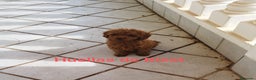 Caniche Toy perros en venta: CANICHES ROJOS EXCLUSIVOS  - Anuncio 1
