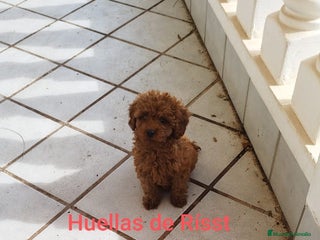 Caniche Toy perros CANICHES ROJOS EXCLUSIVOS - Anuncio 1