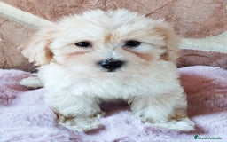 Maltipoo perros en venta: MALTIPOO  - Imagen 2