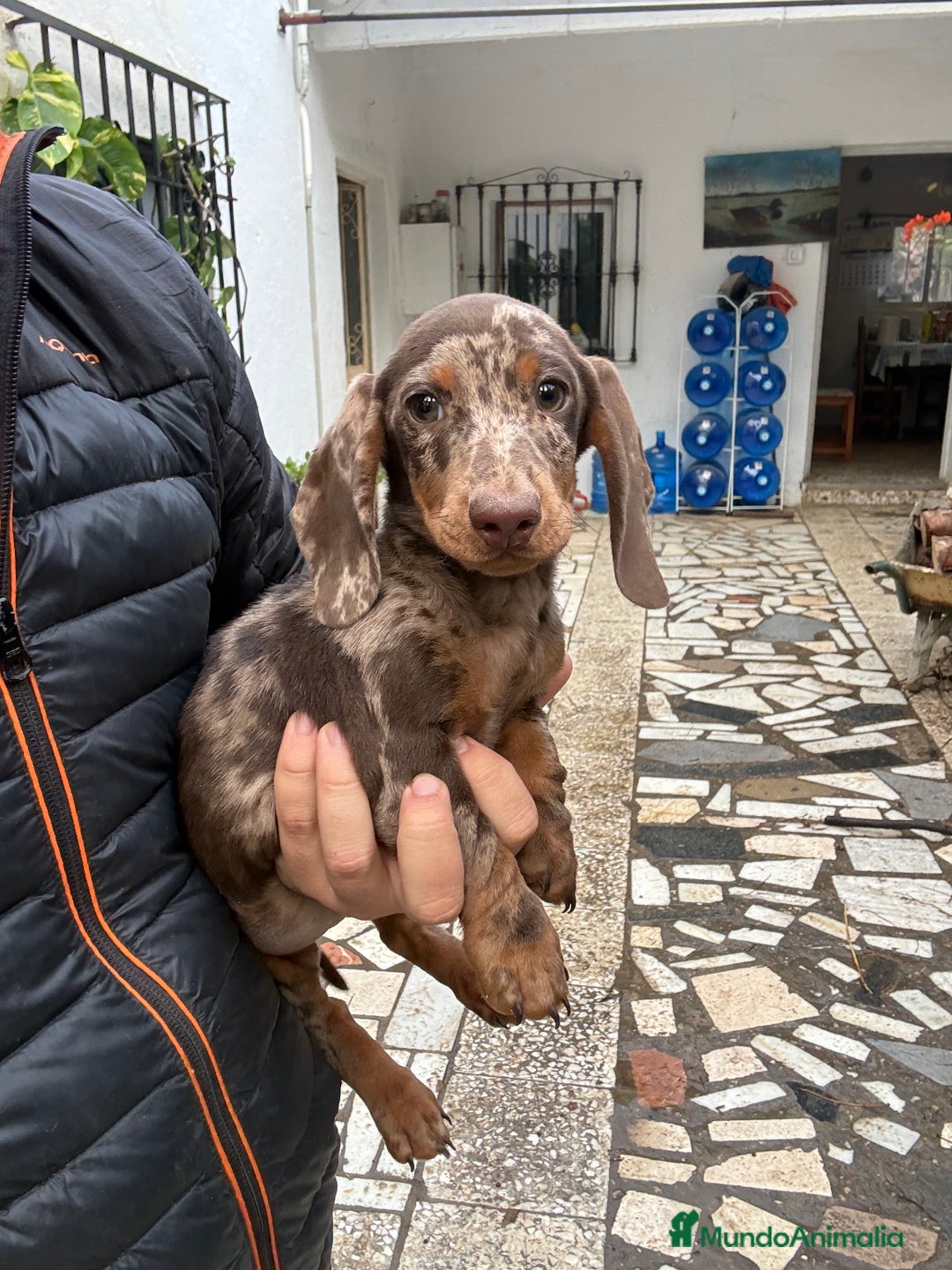 Teckel perros en venta: Teckels mini y kaninchen  - Anuncio 2