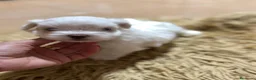 Bichón Maltés perros en venta: Bichon maltés maxima calidax - Anuncio 2