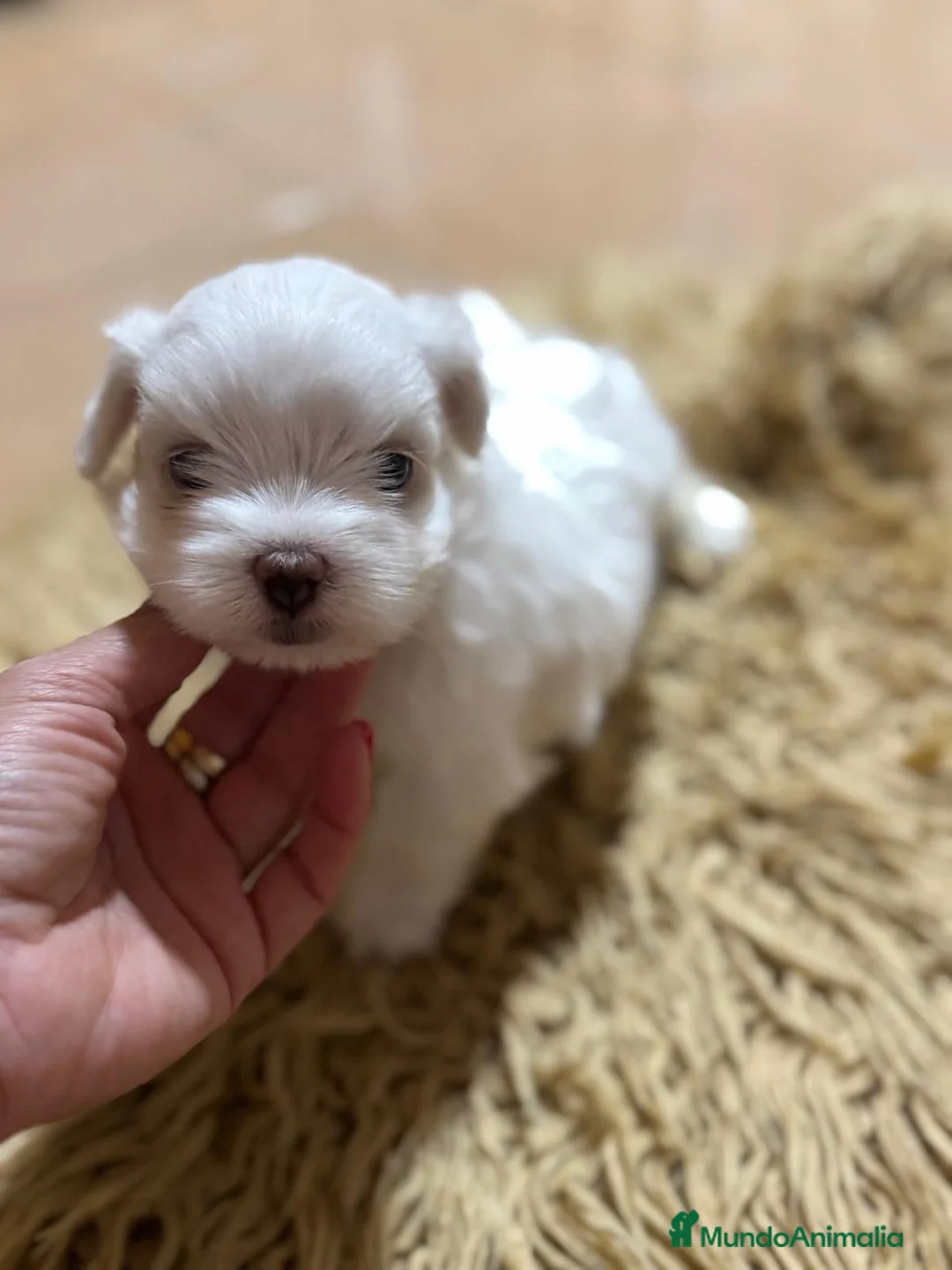 Bichón Maltés perros en venta: Bichon maltés maxima calidax - Anuncio 2