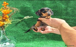 Teckel Miniatura perros en venta: TECKEL MINIATURA & KANINCHEN  - Imagen 2