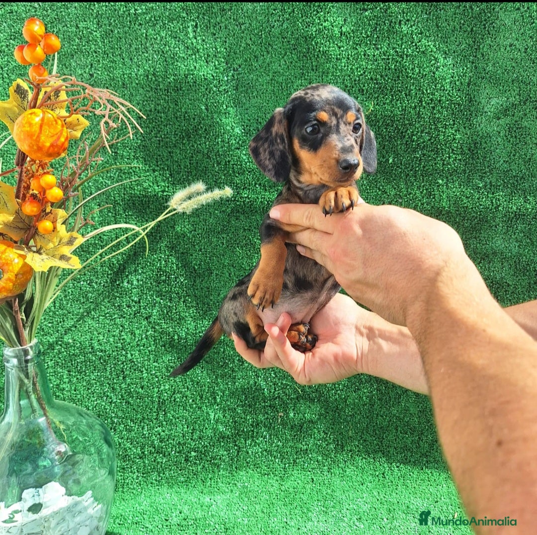 Teckel Miniatura perros en venta: TECKEL MINIATURA & KANINCHEN  - Imagen 2