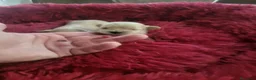 Maltipoo perros en venta: Maltipoo - Anuncio 8