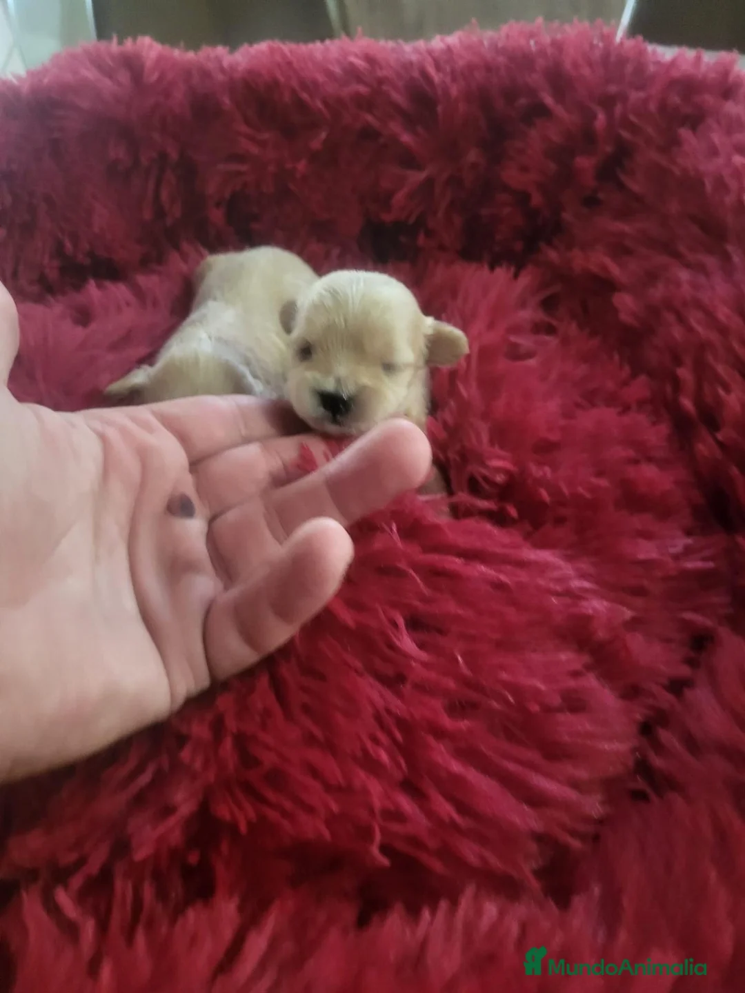 Maltipoo perros en venta: Maltipoo - Anuncio 8