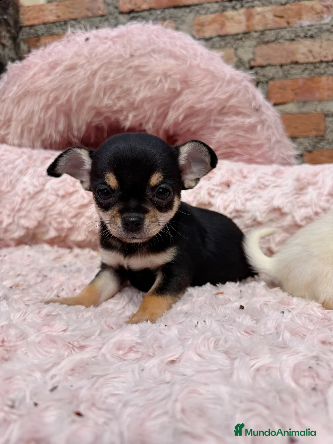 Chihuahua perros en venta: Chihuahuas hembras toy  - Anuncio 8