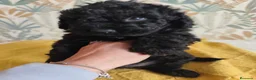 Perro de Agua Español perros en venta: Espectacular PDA - Anuncio 5