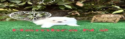 Pomerania perros en venta: Lulu de pomerania Toy Blancos Peludos preciosos - Anuncio 4