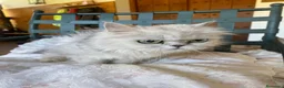 Persa gatos en venta: Gata Persa - Anuncio 5