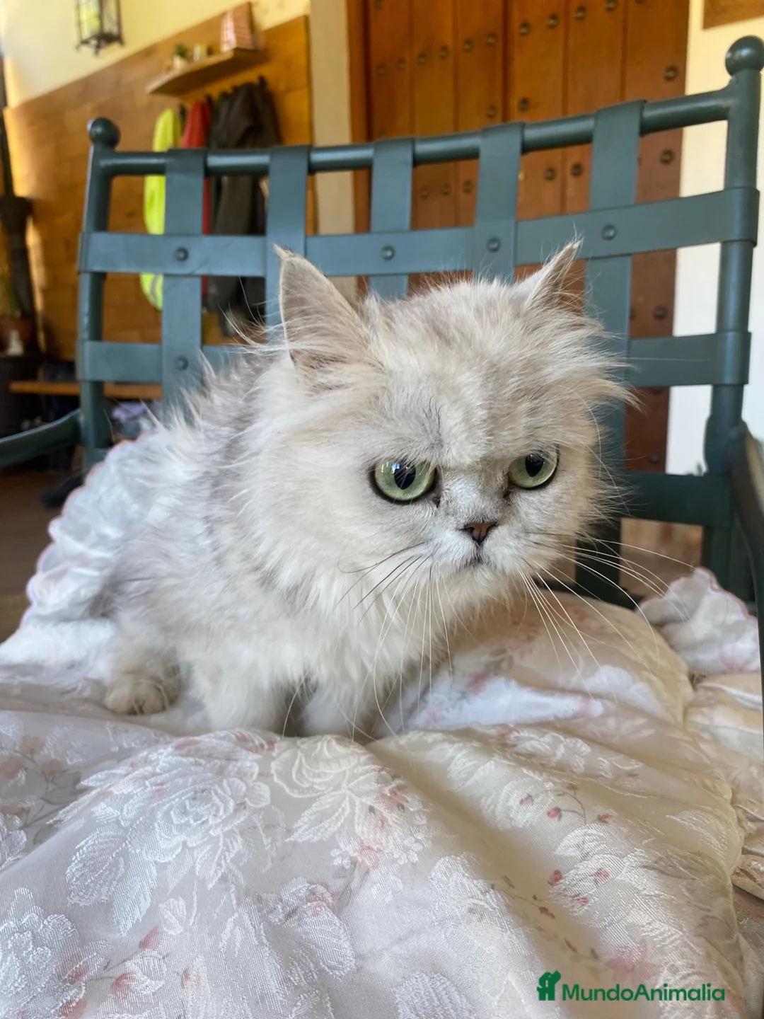 Persa gatos en venta: Gata Persa - Anuncio 5