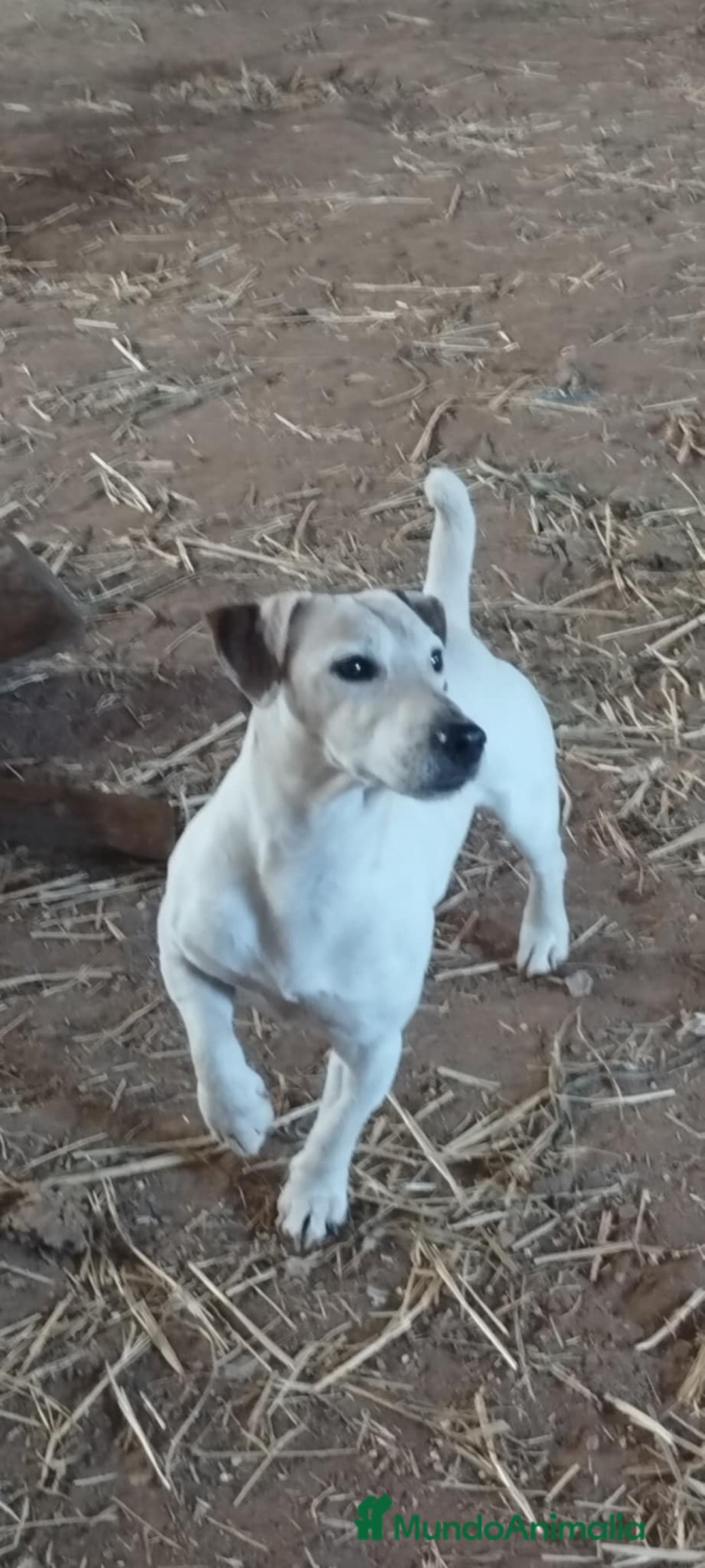 Jack Russell Terrier perros en venta: Jack Russell  - Anuncio 10