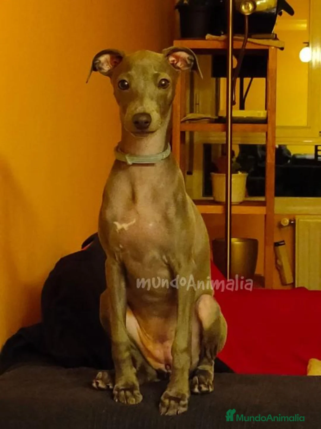 Imagen de galería {{count}}