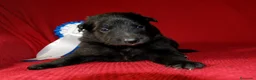 Pastor Belga Groenendael perros en venta: pastor belga groenebdarl de campeones de españa - Anuncio 2