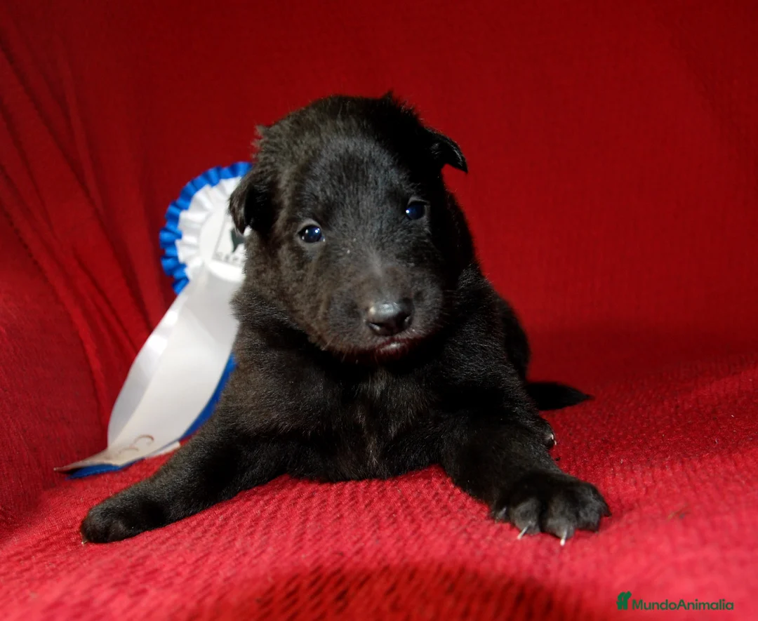 Pastor Belga Groenendael perros en venta: pastor belga groenebdarl de campeones de españa - Anuncio 2