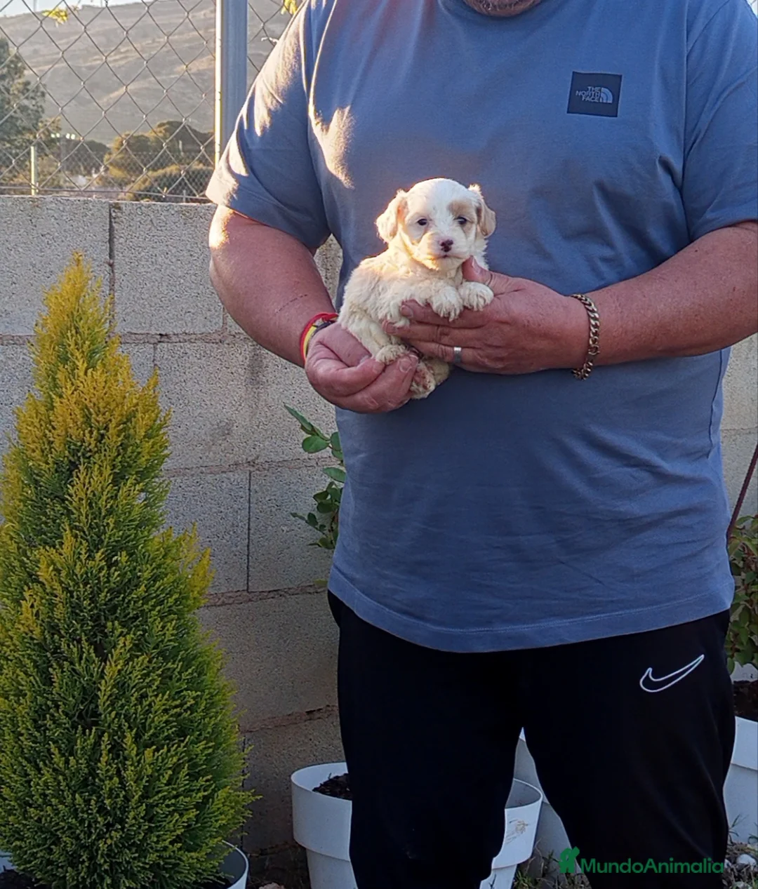 Raza Mixta perros en venta: Preciosos crestepoo  - Anuncio 1