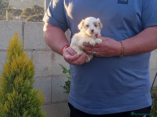 Raza Mixta perros Preciosos crestepoo - Anuncio 2