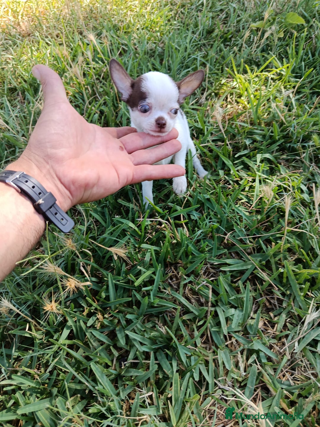 Chihuahua perros en venta: 🐶✨ Cachorros Chihuahua de Línea Exclusiva ✨🐶 - Imagen 17