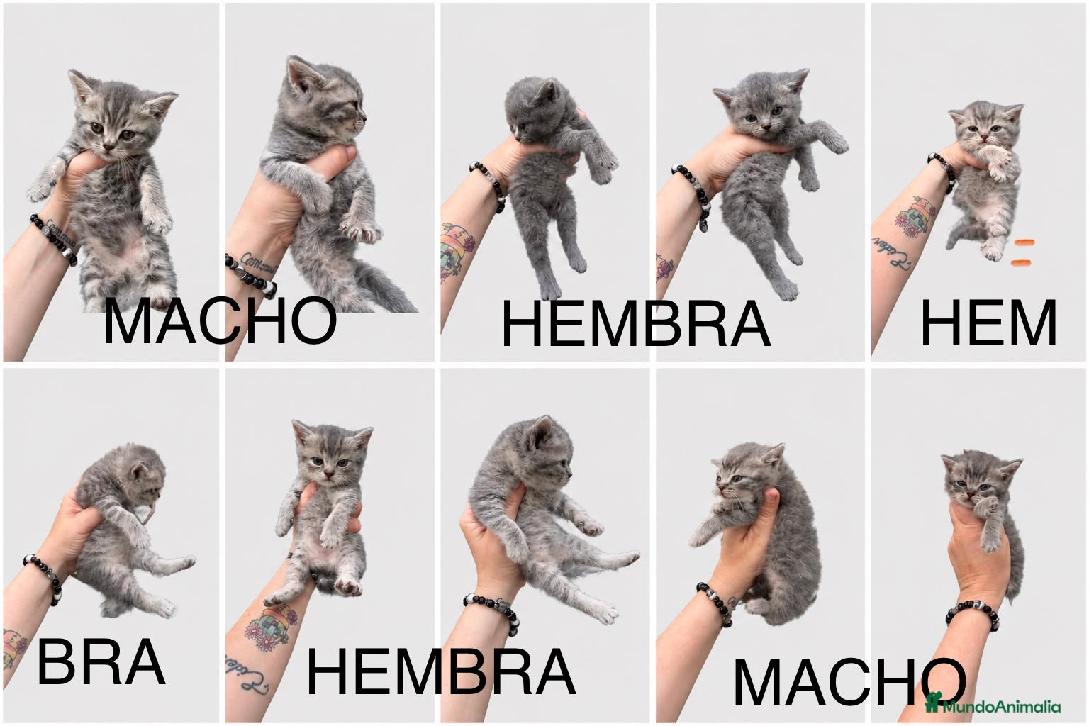 Británico de Pelo Corto gatos Brittish maravillosos  - Anuncio 1