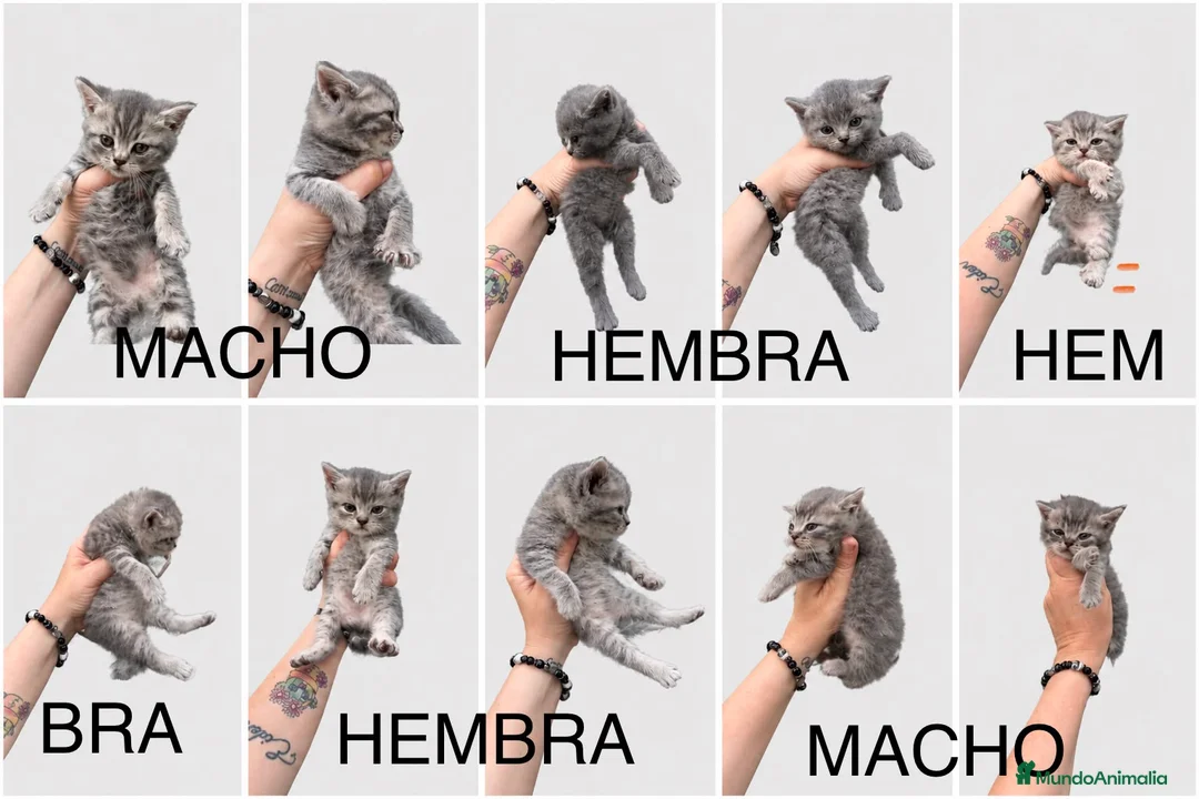 Británico de Pelo Corto gatos en venta: Brittish maravillosos  - Anuncio 1