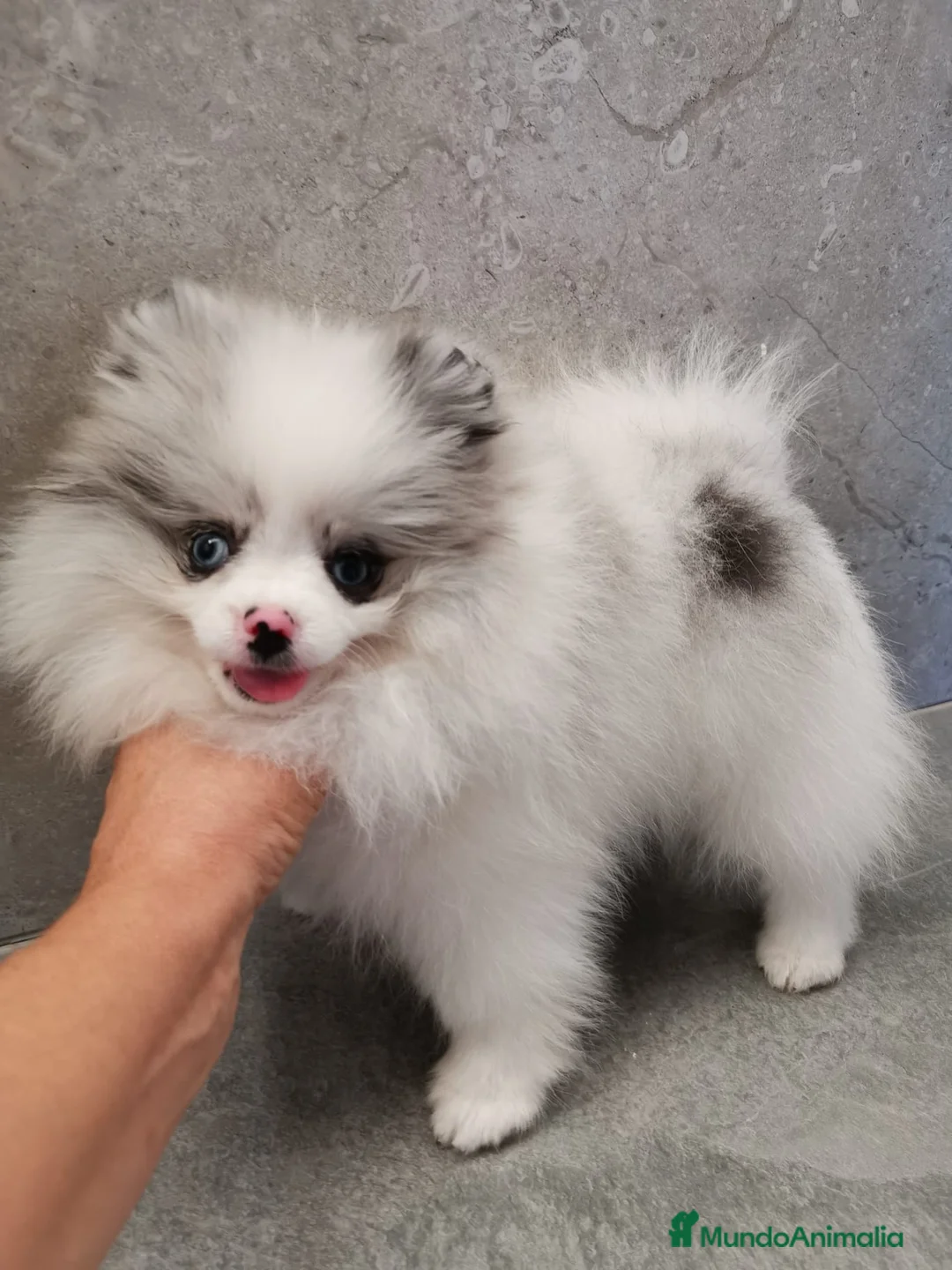Pomerania perros en venta: Pomerania TOY Merle ojos azules  - Anuncio 2