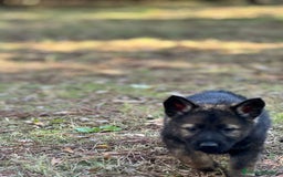 Pastor Alemán perros en venta: Camada Vom Zarental  - Anuncio 5