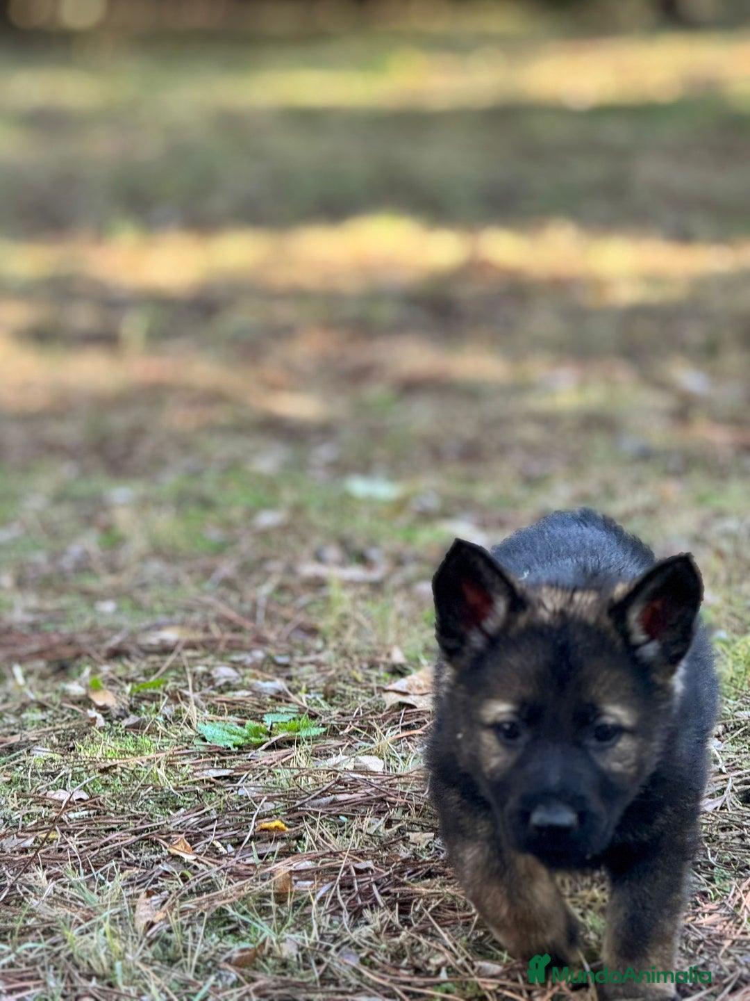 Pastor Alemán perros en venta: Camada Vom Zarental  - Anuncio 5