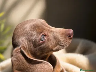 Teckel Miniatura perros Teckel Mini Pelo Corto Isabella - Anuncio 2