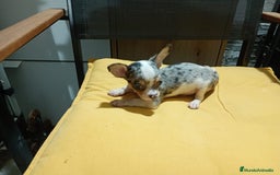 Chihuahua perros en venta: Chihuahua macho  - Imagen 3