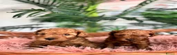 Caniche Toy perros en venta: CANICHE TOY HEMBRA - Anuncio 8