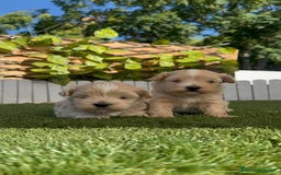 Maltipoo perros en venta: MALTIPOO MACHO - Imagen 7