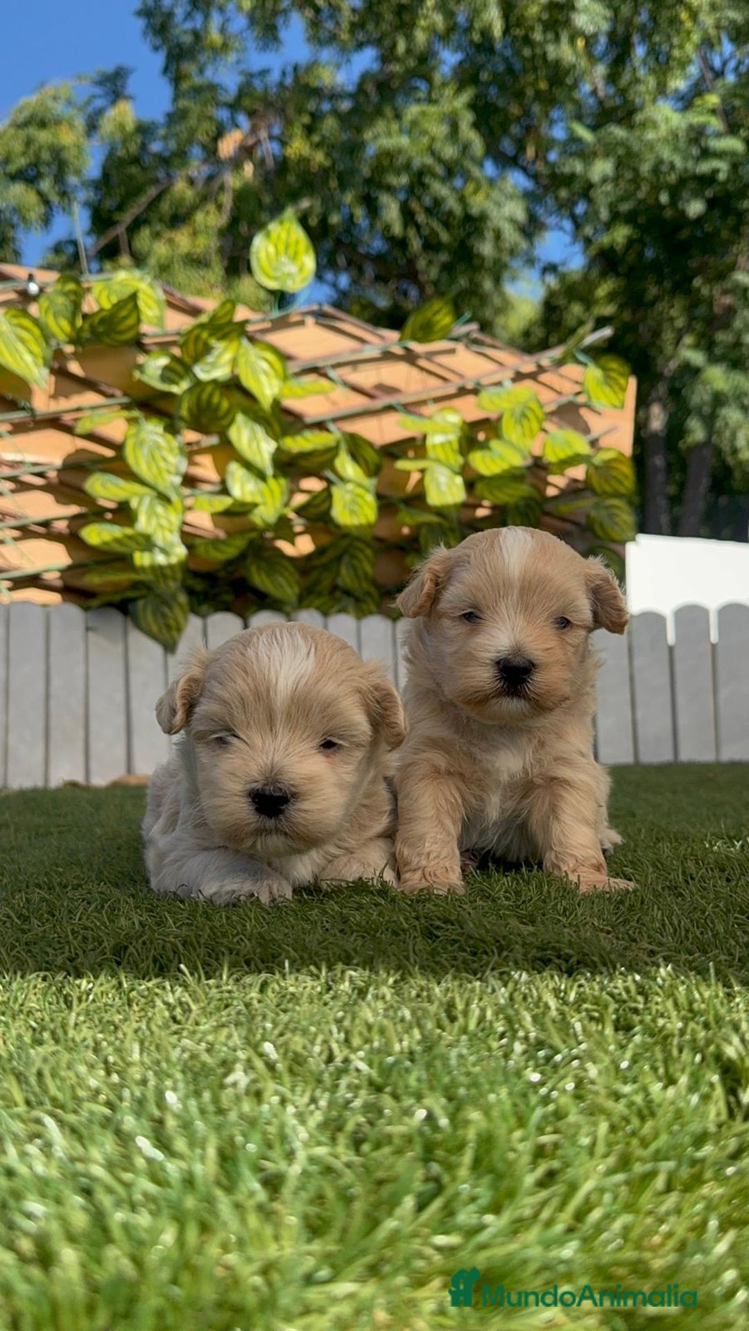 Maltipoo perros en venta: MALTIPOO MACHO - Imagen 7