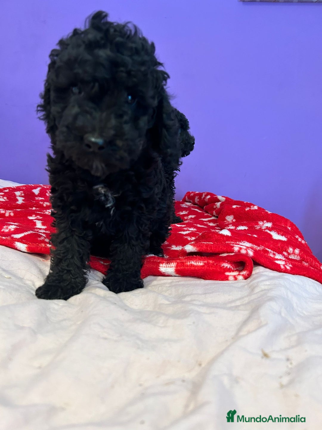 Caniche Enano perros en venta: Caniche mama enana papa toy !!! - Imagen 4