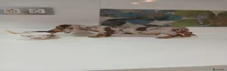 Teckel Miniatura perros en venta: Teckel miniatura merle choco en Alicante - Anuncio 4