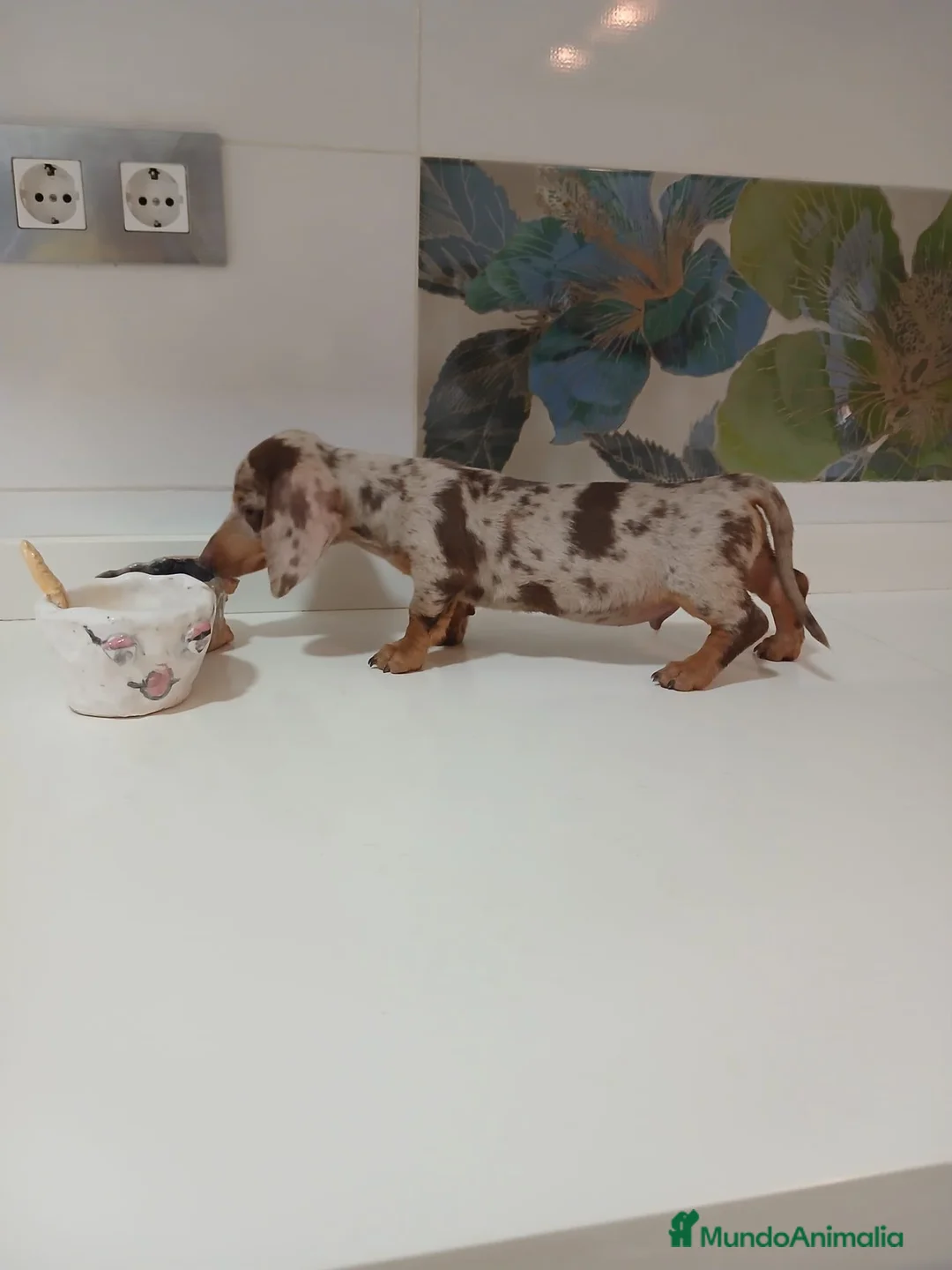 Teckel Miniatura perros en venta: Teckel miniatura merle choco en Alicante - Anuncio 4