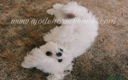 Bichón Maltés perros en venta: Macho bichón maltés coreano!!!ATENCION  🐾🐾🐾 - Imagen 2