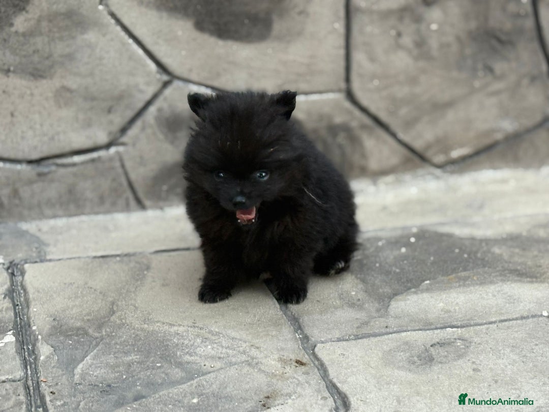 Pomerania perros en venta: Poo pomerania MICRO TOY  - Imagen 17