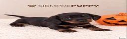Teckel Miniatura perros en venta: CACHORRITOS TECKEL MINIATURA - Anuncio 1