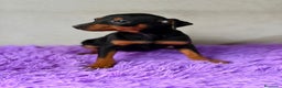 Pinscher Miniatura perros en venta: Mini pincher negro fuego  - Anuncio 3