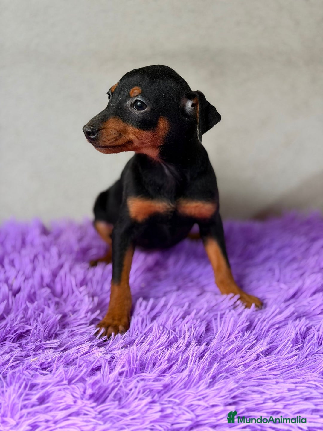 Pinscher Miniatura perros en venta: Mini pincher negro fuego  - Anuncio 3