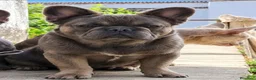 Bulldog Francés perros en venta: BULLDOG FRANCES EXOTICOS - Anuncio 5