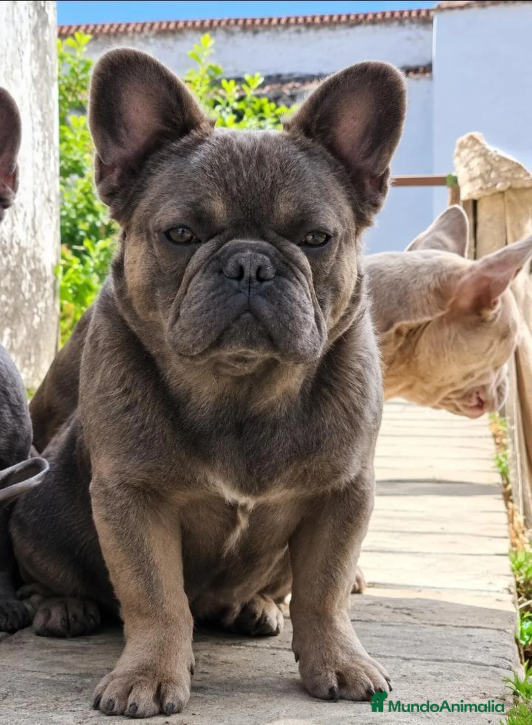 Bulldog Francés perros en venta: BULLDOG FRANCES EXOTICOS - Anuncio 5