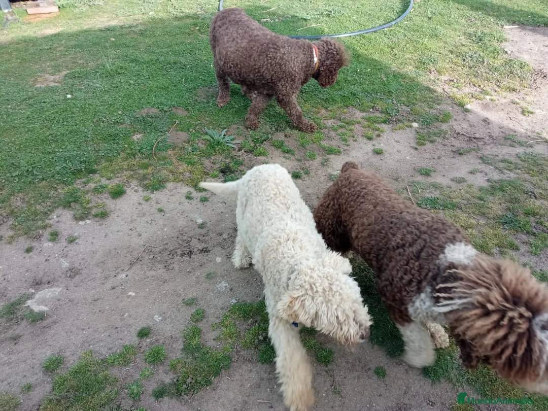 Perro de Agua Español perros en venta: Nueva camada de PDA PraoToro  - Anuncio 1