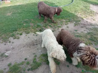 Perro de Agua Español perros Nueva camada de PDA PraoToro - Anuncio 1