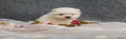Pomerania perros en venta: PRECIOSO CACHORITO DE POMERANIA TOY  - Anuncio 17
